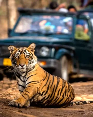 Jungle Safari